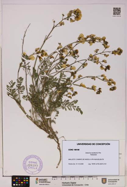 Adesmia landbeckii [Espécimen: UDEC:CONC:0168195]