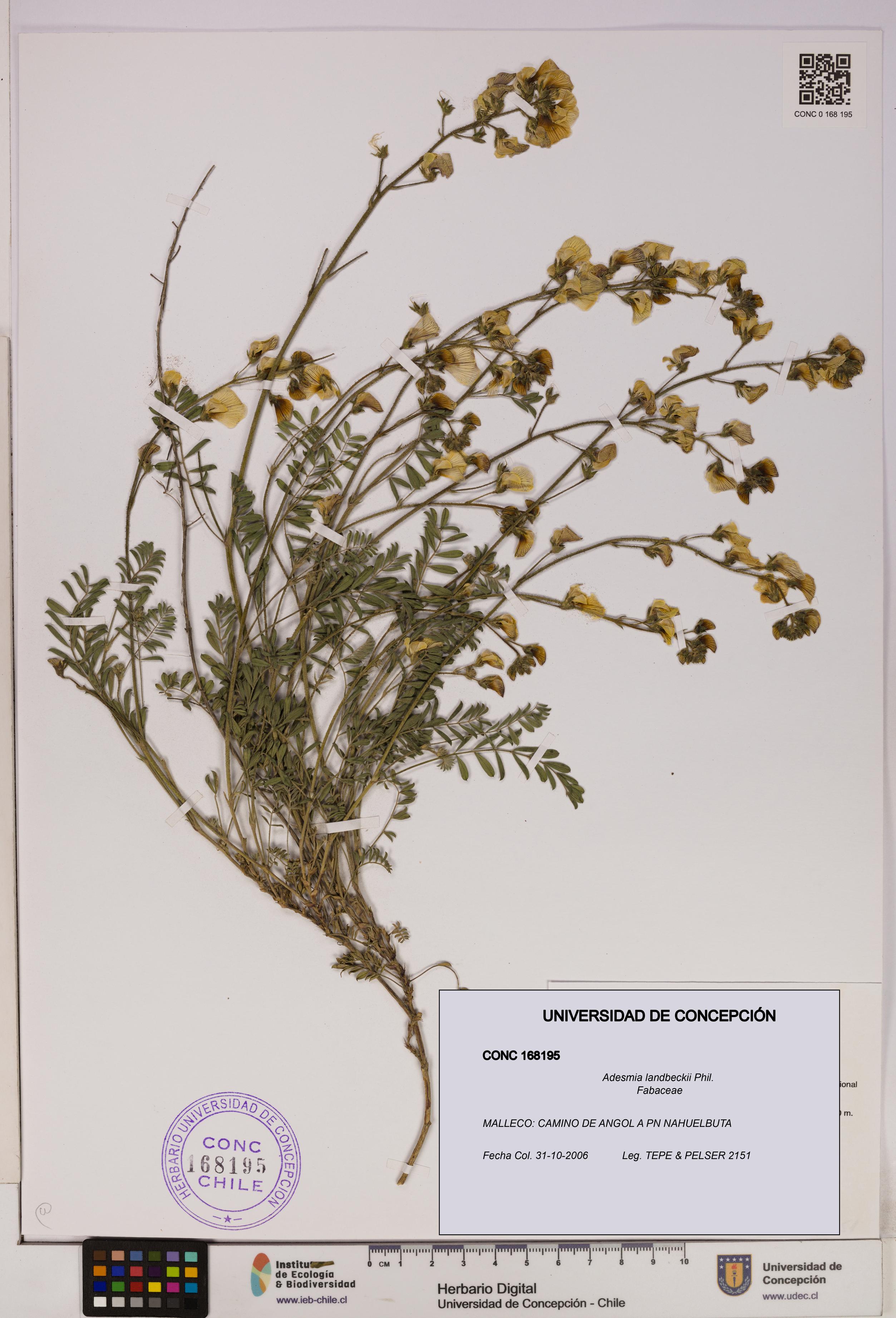 Adesmia landbeckii [Espécimen: UDEC:CONC:0168195]