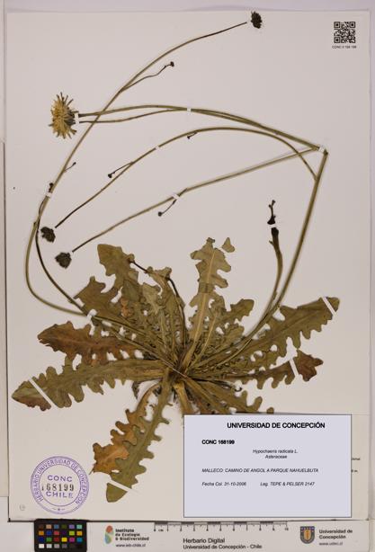 Hypochaeris radicata [Espécimen: UDEC:CONC:0168199]