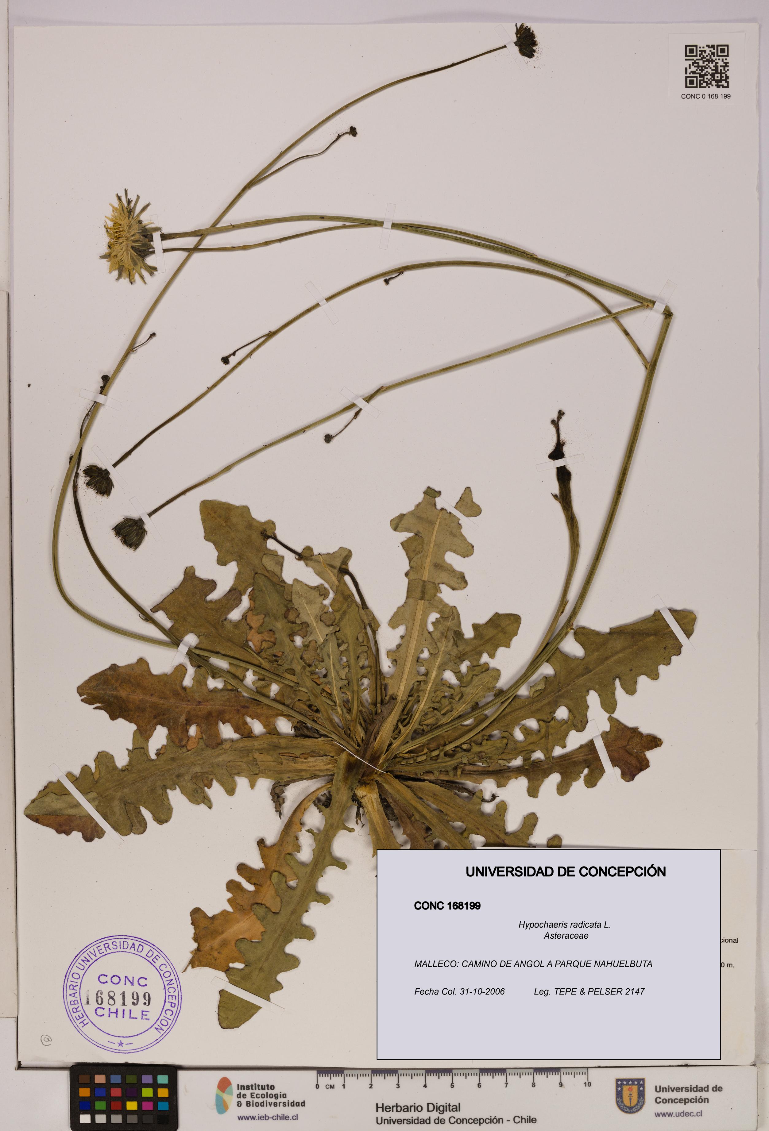 Hypochaeris radicata [Espécimen: UDEC:CONC:0168199]