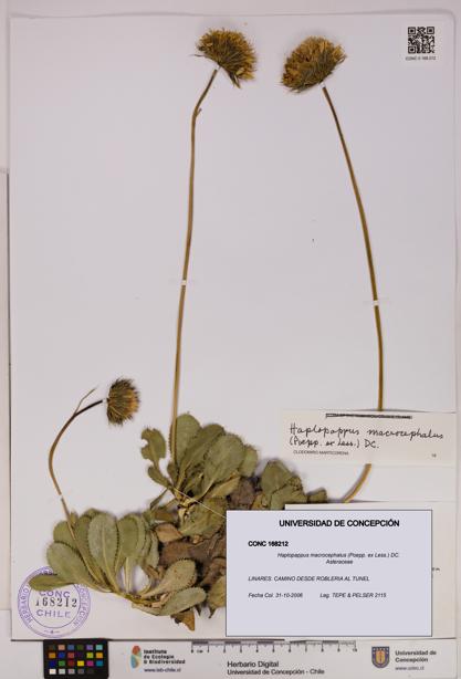 Haplopappus macrocephalus [Espécimen: UDEC:CONC:0168212]