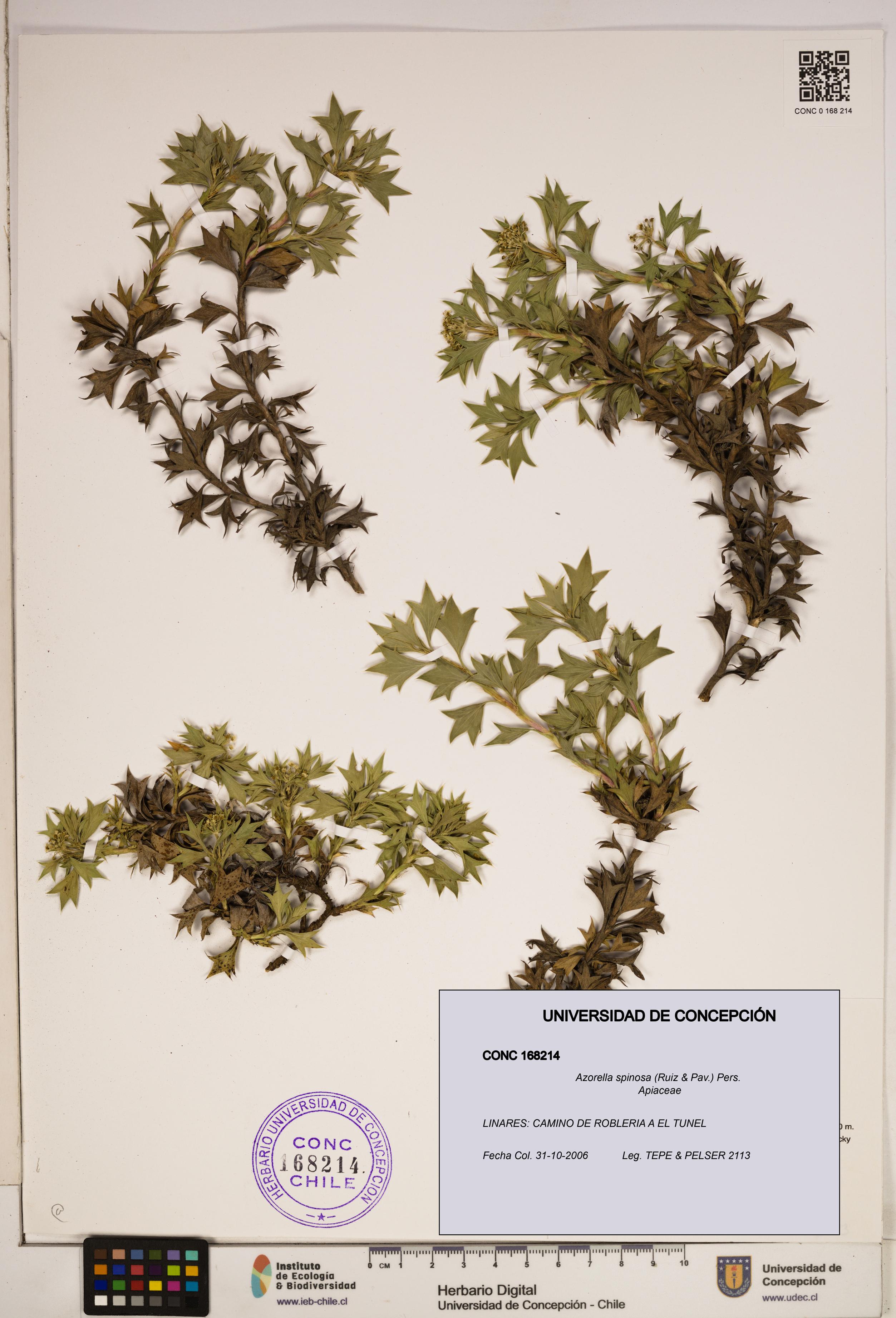 Azorella spinosa [Espécimen: ]