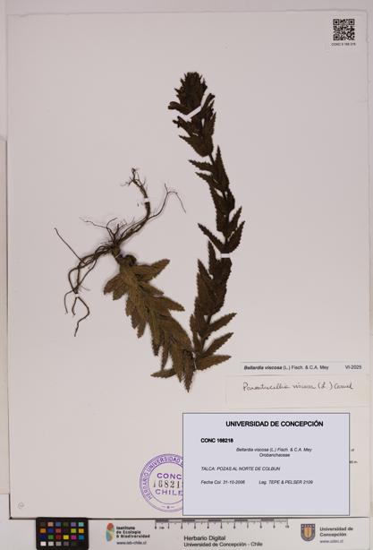 Bellardia viscosa [Espécimen: UDEC:CONC:0168218]