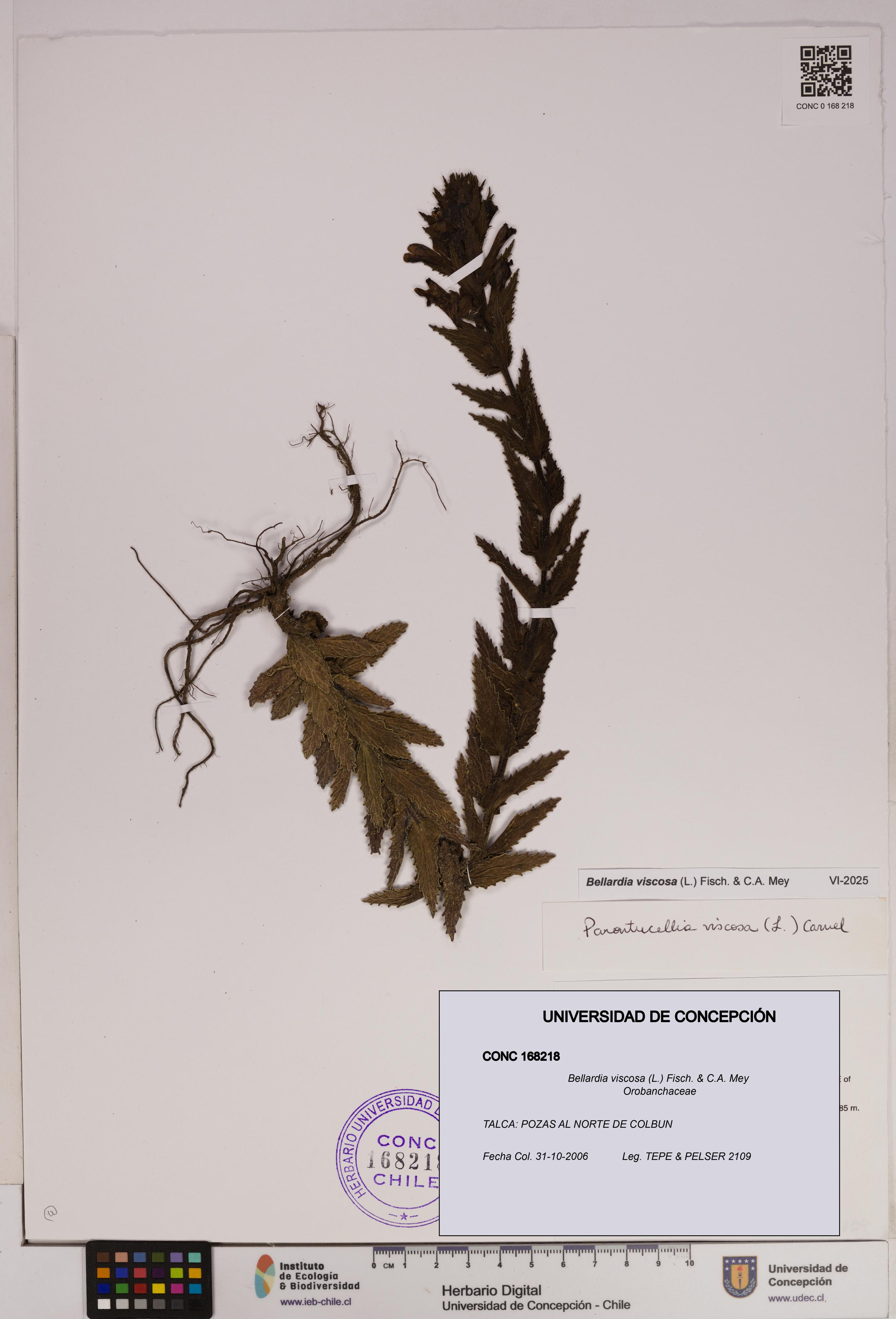 Bellardia viscosa [Espécimen: UDEC:CONC:0168218]