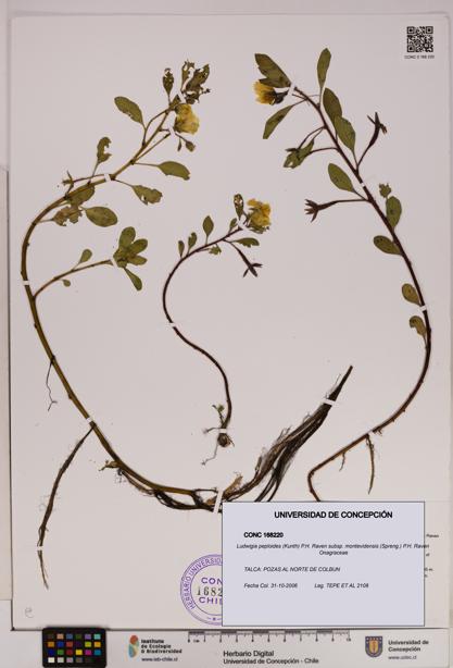 Ludwigia peploides [Espécimen: UDEC:CONC:0168220]
