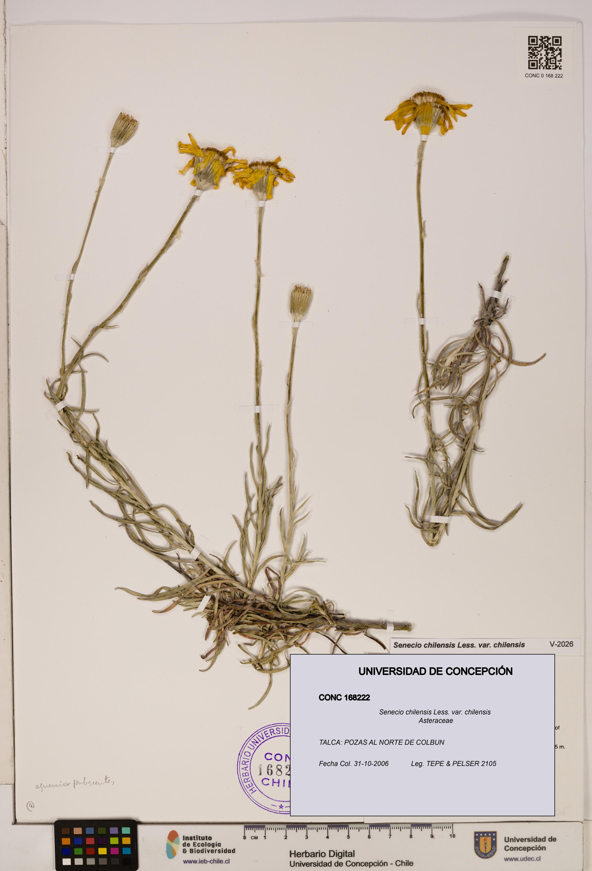 Senecio chilensis var. chilensis [Espécimen: UDEC:CONC:0168222]