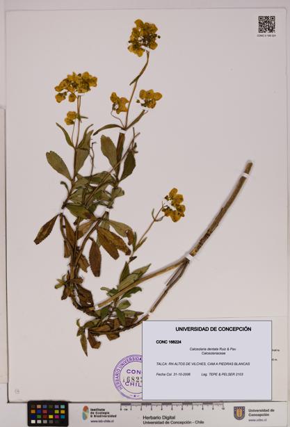 Calceolaria dentata [Espécimen: UDEC:CONC:0168224]