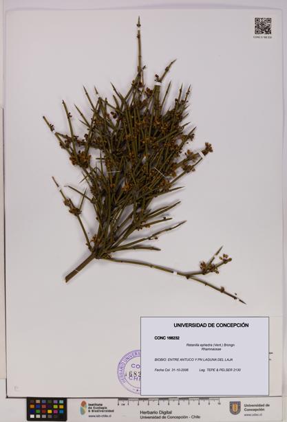 Retanilla ephedra [Espécimen: UDEC:CONC:0168232]
