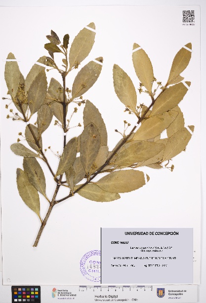 Laurelia sempervirens [Espécimen: UDEC:CONC:0168237]