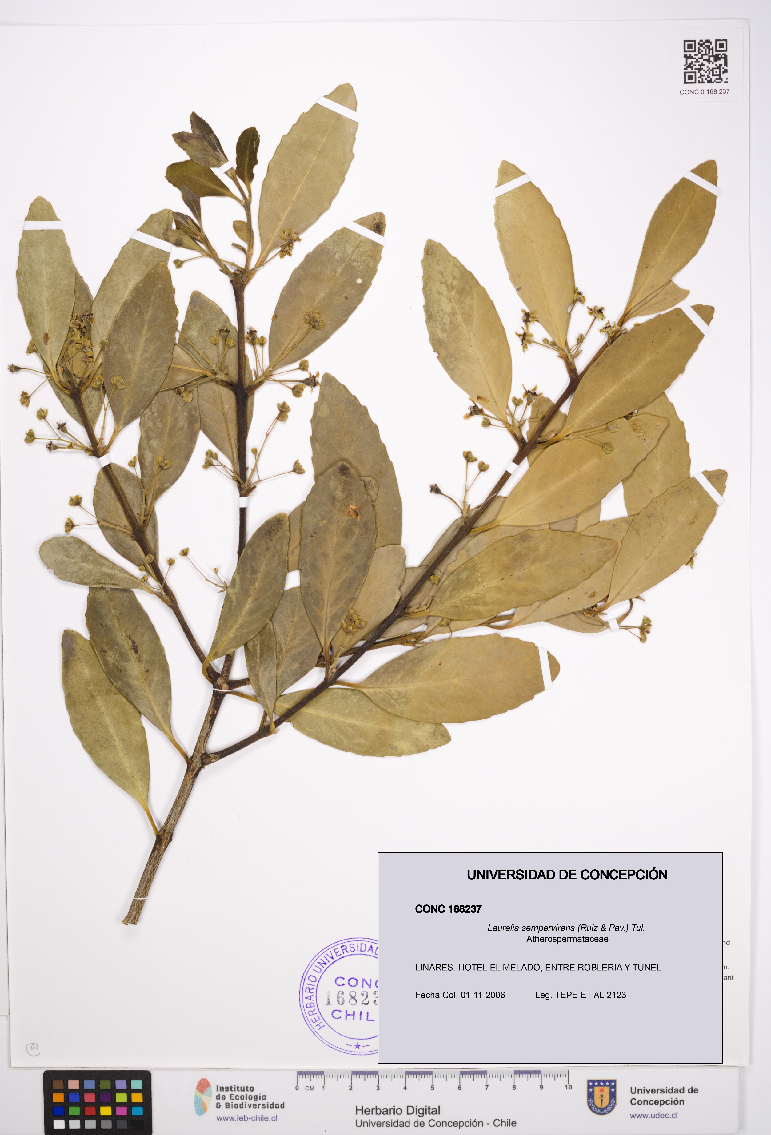 Laurelia sempervirens [Espécimen: UDEC:CONC:0168237]