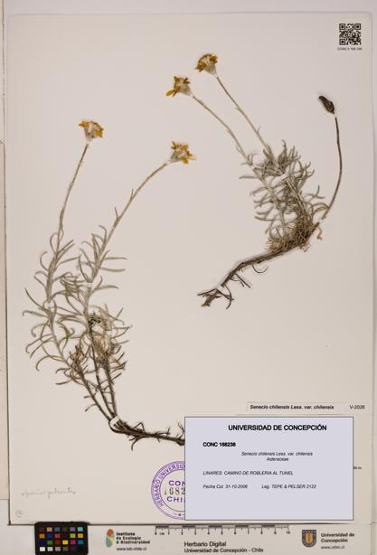 Senecio chilensis var. chilensis [Espécimen: UDEC:CONC:0168238]