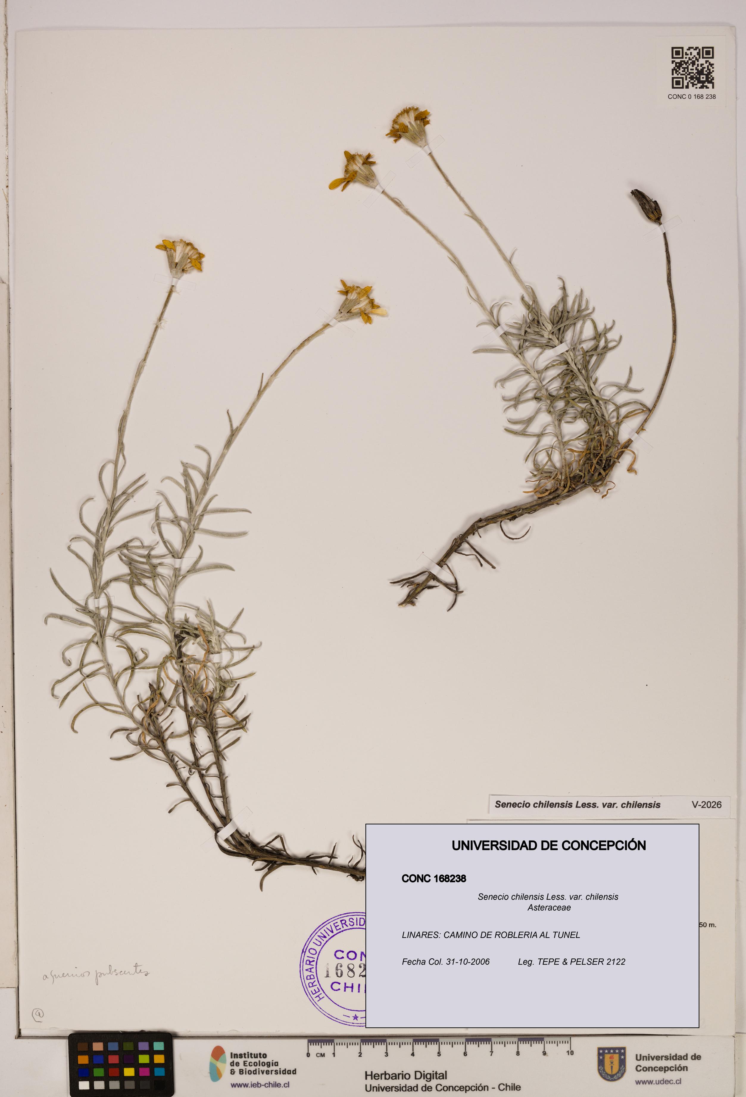 Senecio chilensis var. chilensis [Espécimen: UDEC:CONC:0168238]