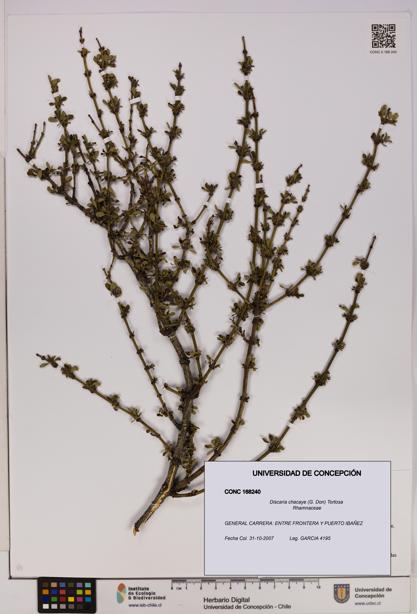 Discaria chacaye [Espécimen: UDEC:CONC:0168240]