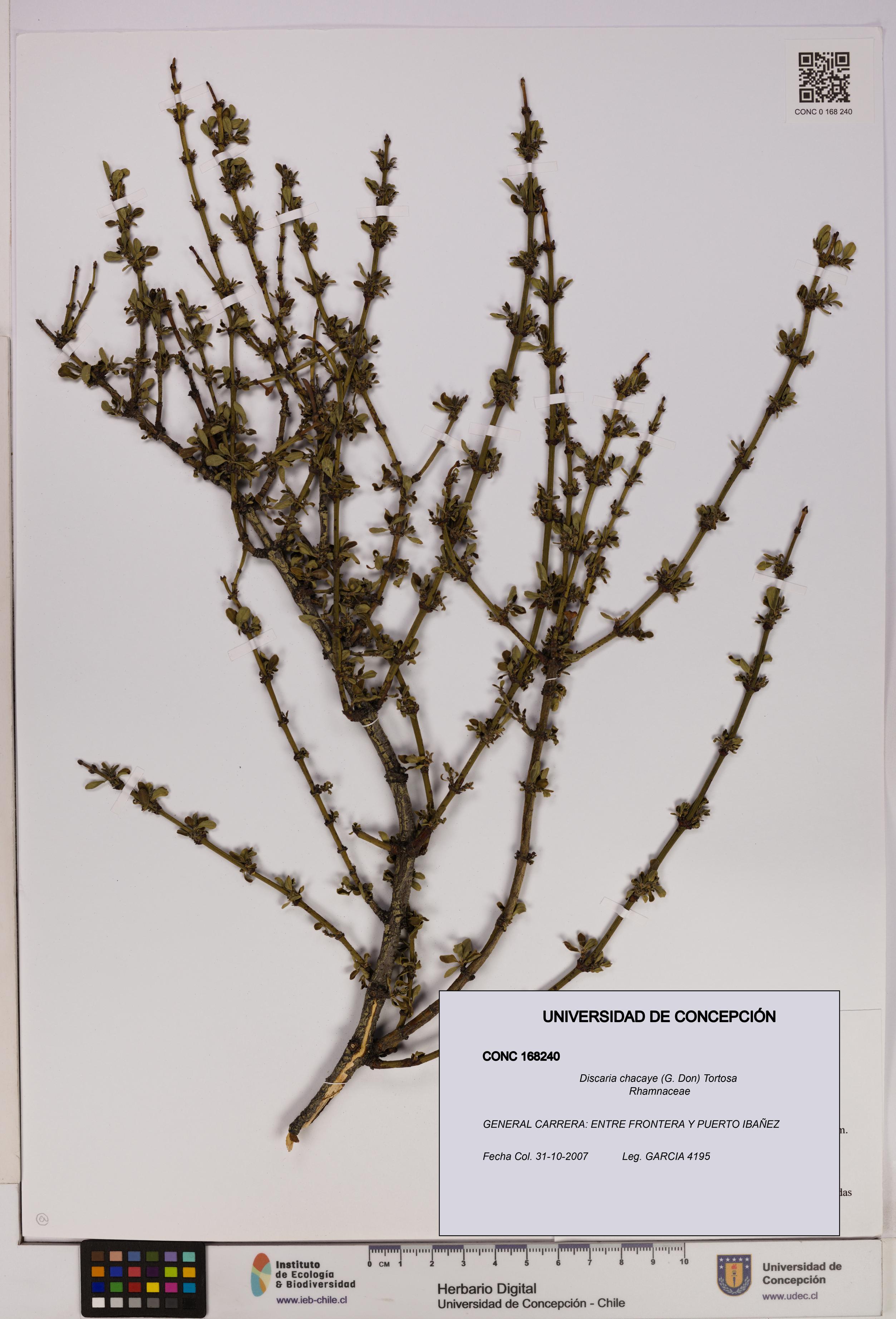 Discaria chacaye [Espécimen: UDEC:CONC:0168240]