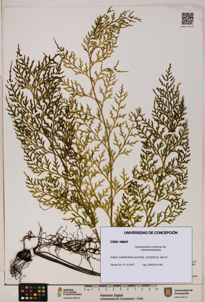 Hymenophyllum fuciforme [Espécimen: UDEC:CONC:0168247]