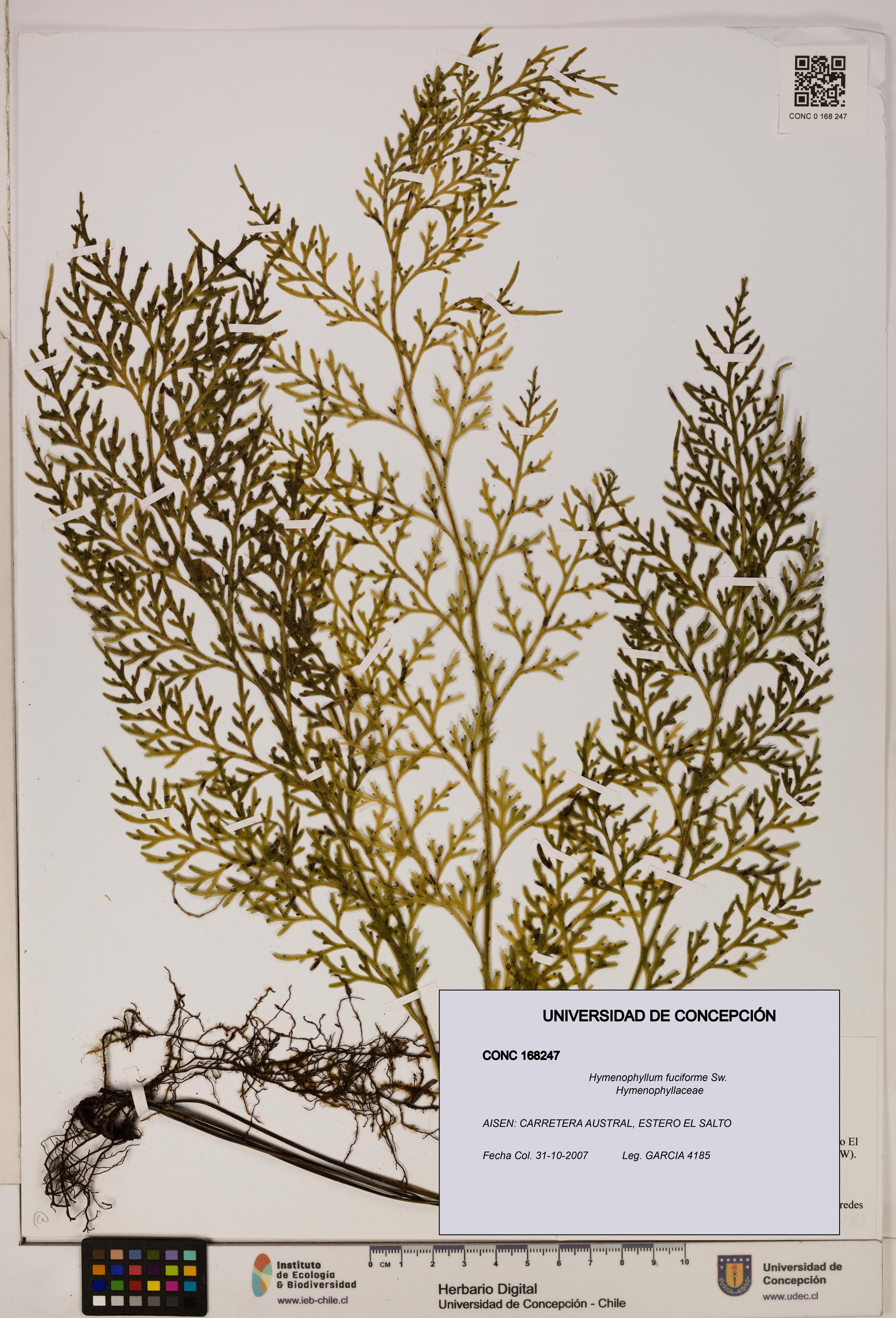 Hymenophyllum fuciforme [Espécimen: UDEC:CONC:0168247]