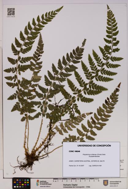 Polystichum chilense [Espécimen: UDEC:CONC:0168248]