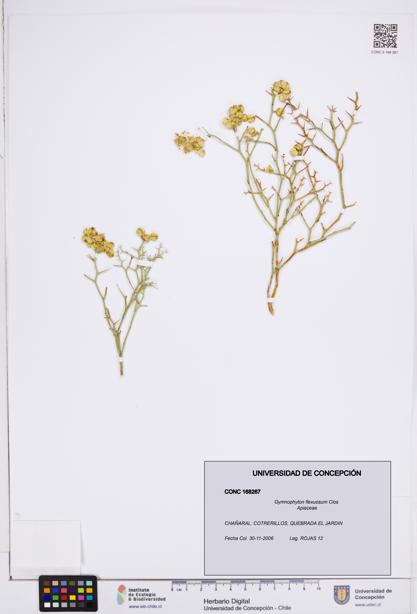 Gymnophyton flexuosum [Espécimen: ]