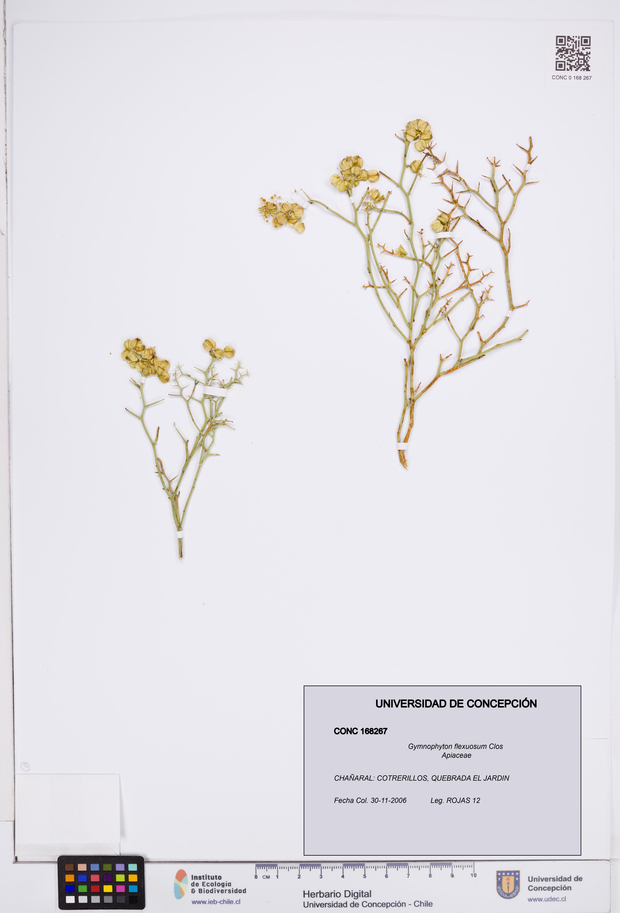 Gymnophyton flexuosum [Espécimen: ]