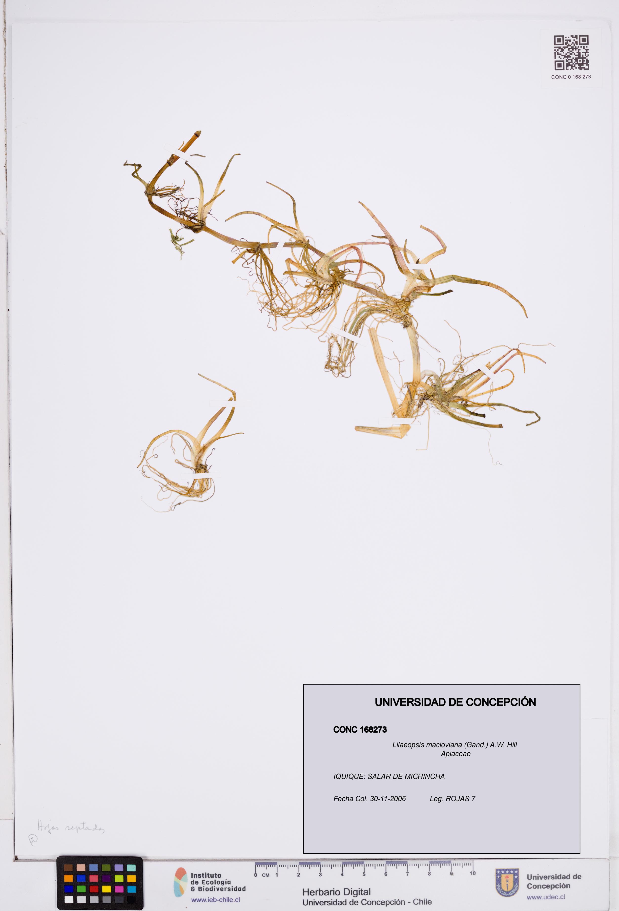 Lilaeopsis macloviana [Espécimen: ]