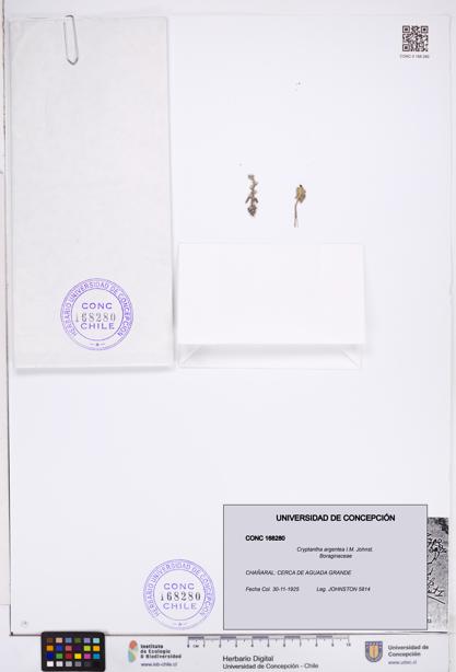 Cryptantha argentea [Espécimen: ]