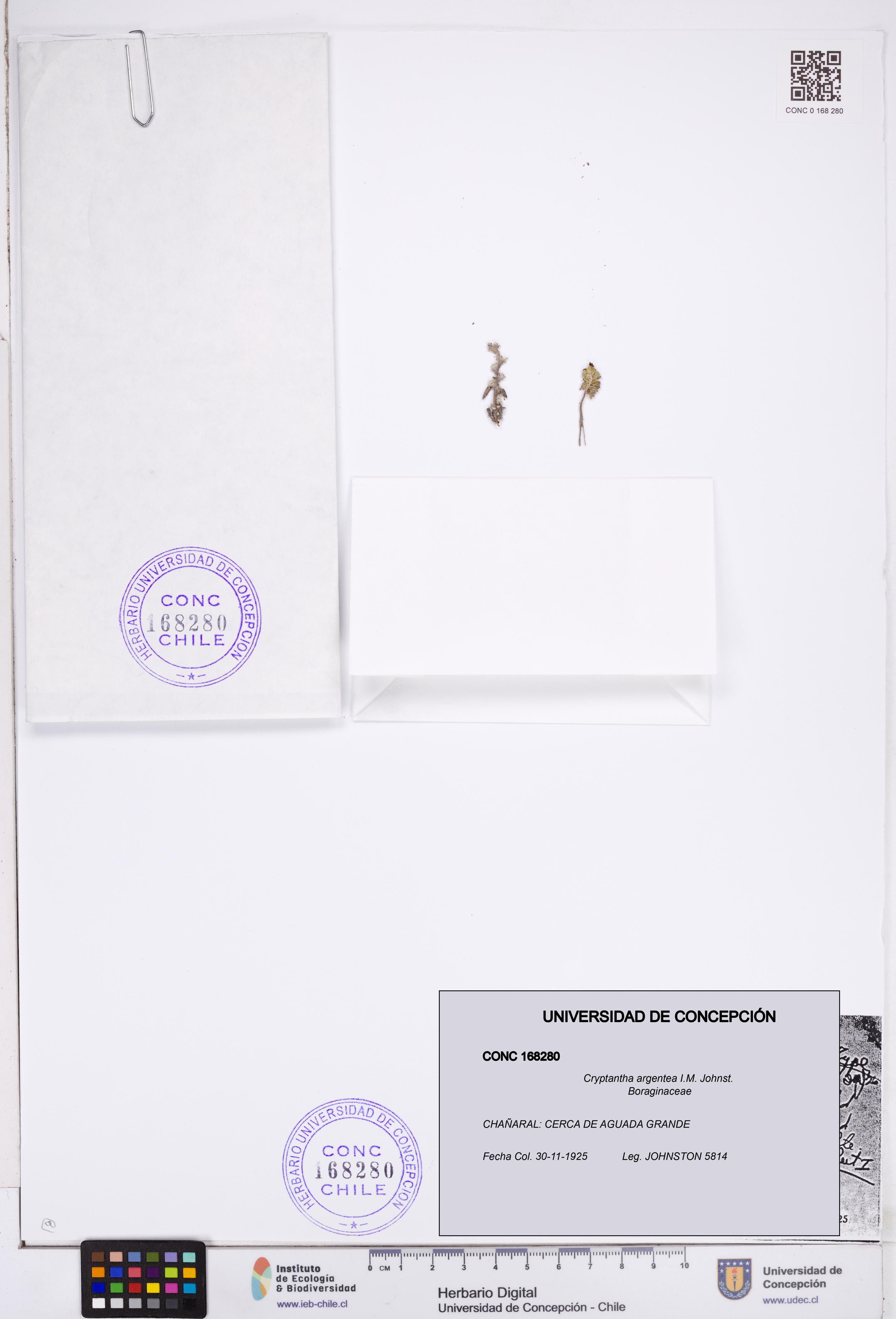 Cryptantha argentea [Espécimen: ]