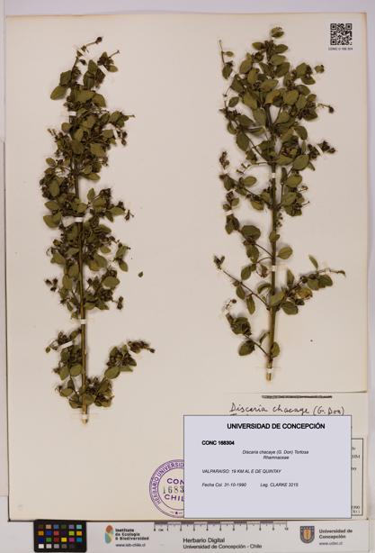 Discaria chacaye [Espécimen: UDEC:CONC:0168304]