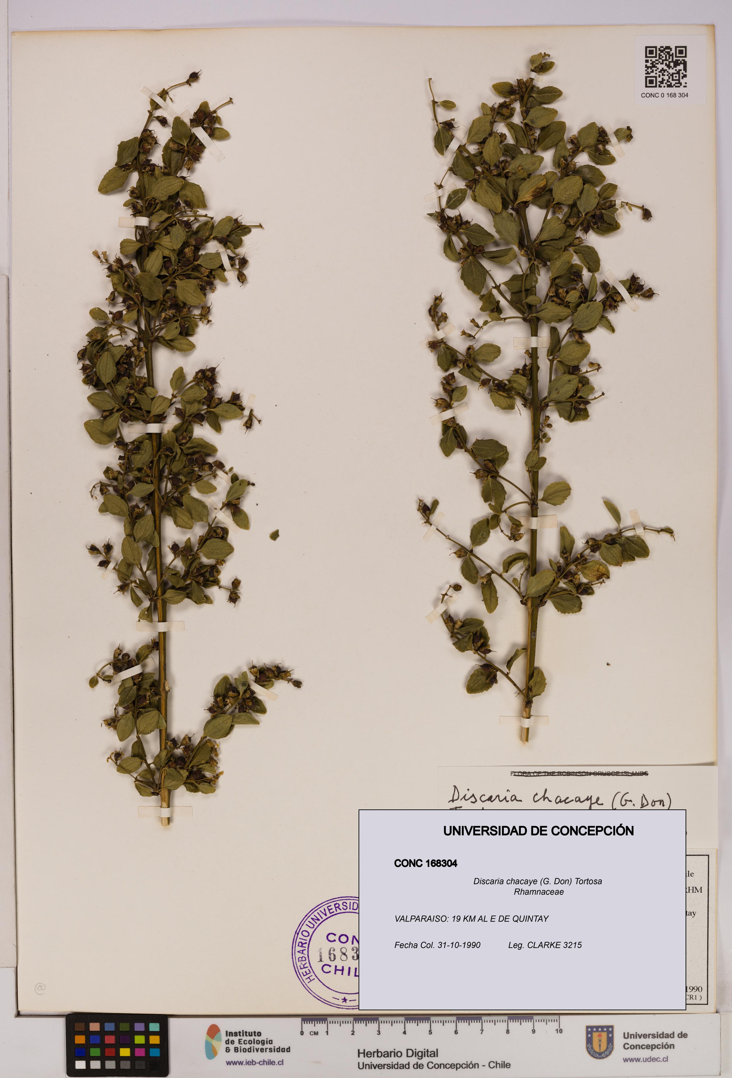 Discaria chacaye [Espécimen: UDEC:CONC:0168304]
