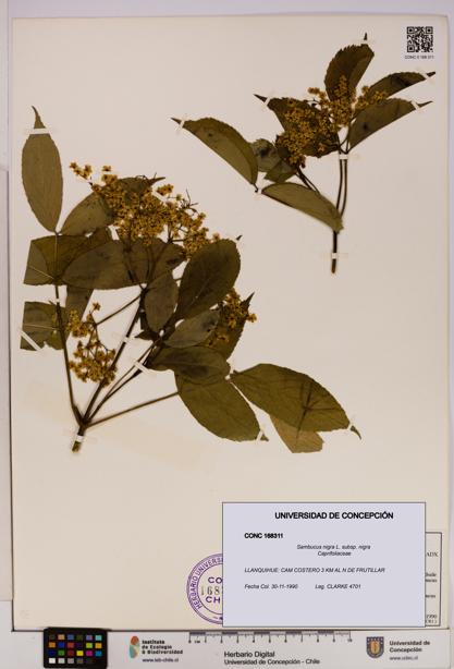 Sambucus nigra subsp. nigra [Espécimen: UDEC:CONC:0168311]