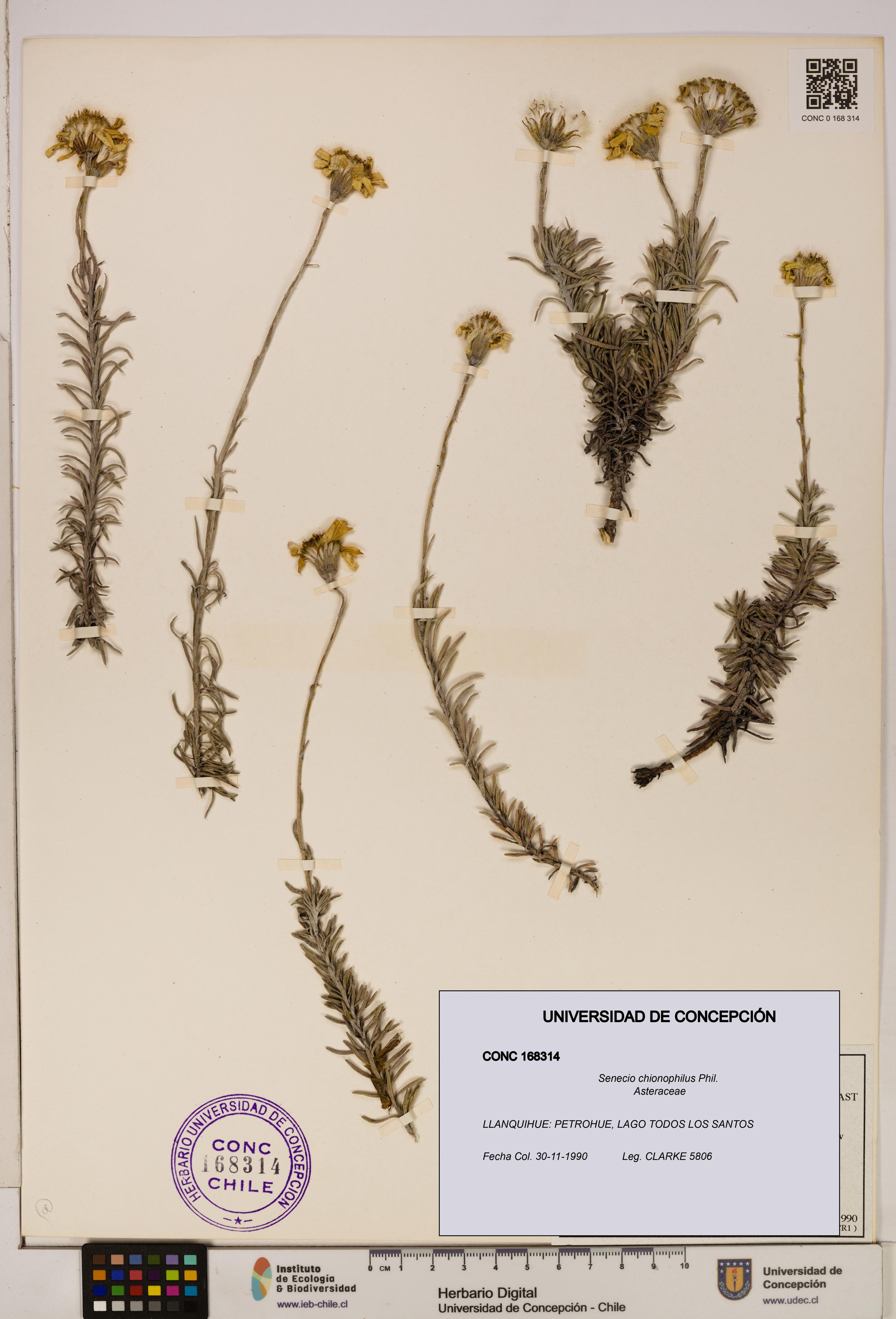 Senecio chionophilus [Espécimen: UDEC:CONC:0168314]