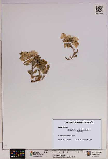 Cruckshanksia hymenodon [Espécimen: UDEC:CONC:0168319]