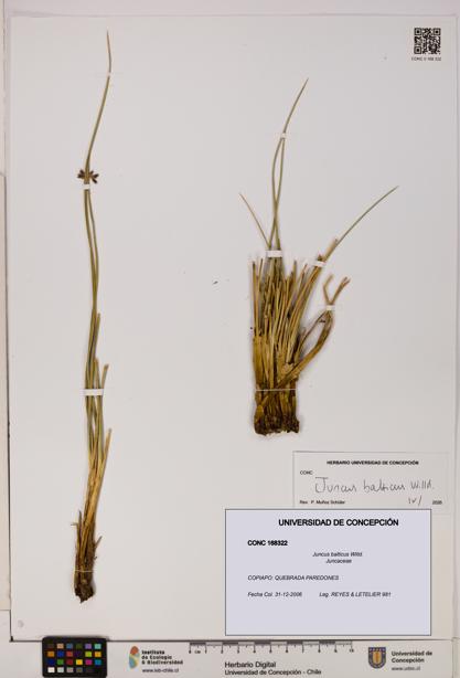 Juncus balticus [Espécimen: UDEC:CONC:0168322]
