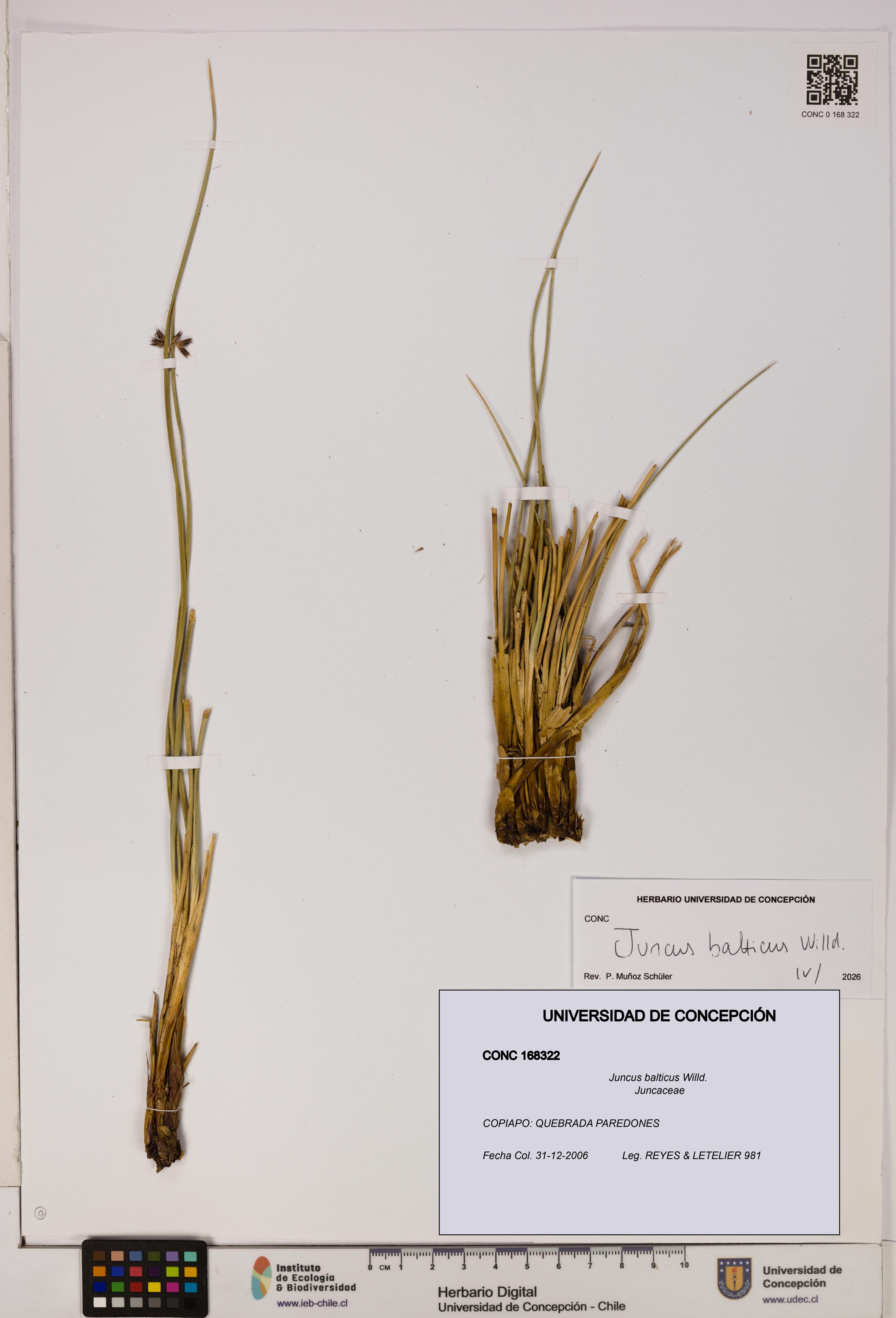 Juncus balticus [Espécimen: UDEC:CONC:0168322]
