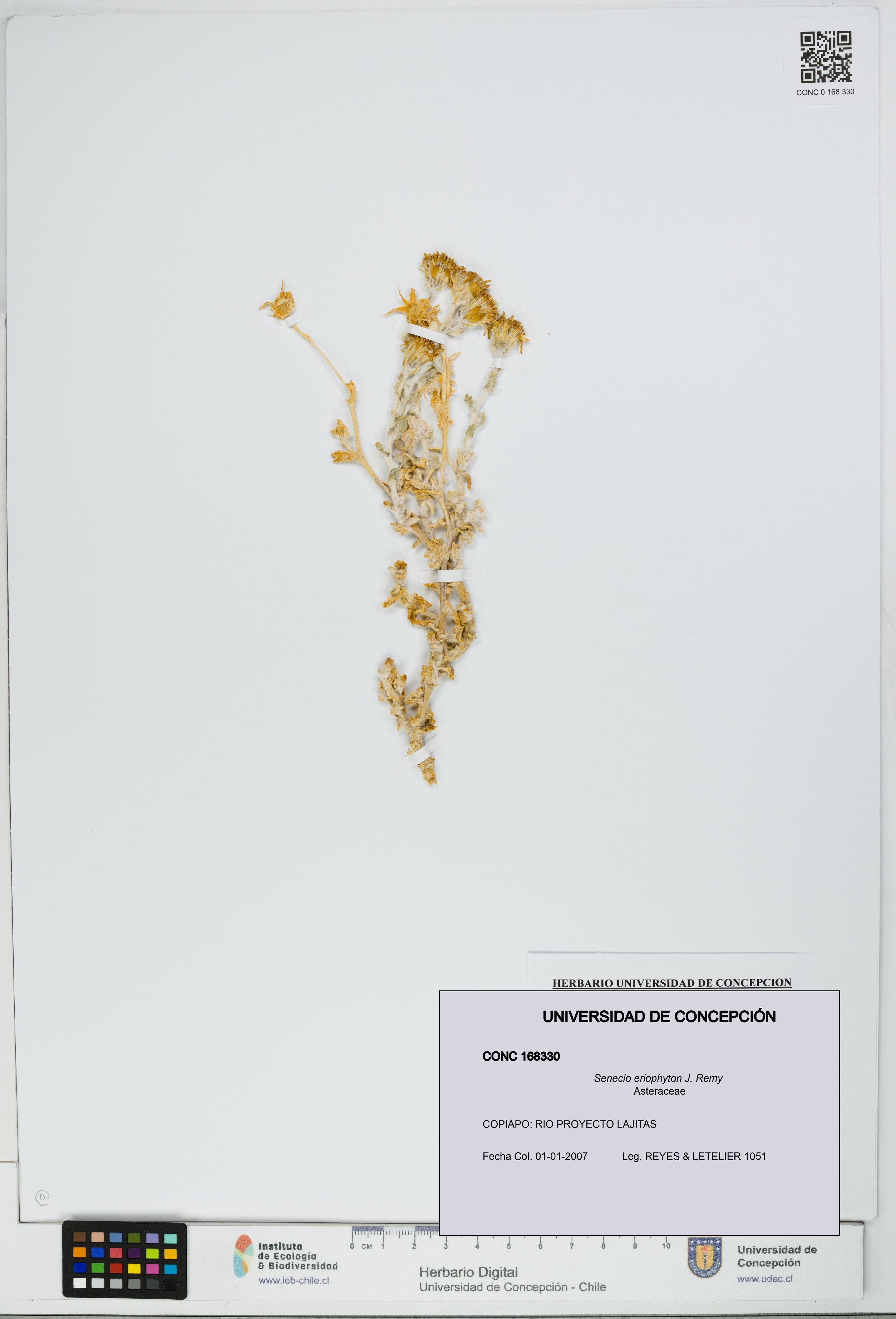 Senecio eriophyton [Espécimen: UDEC:CONC:0168330]