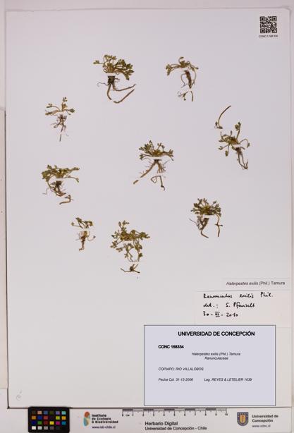 Halerpestes exilis [Espécimen: UDEC:CONC:0168334]