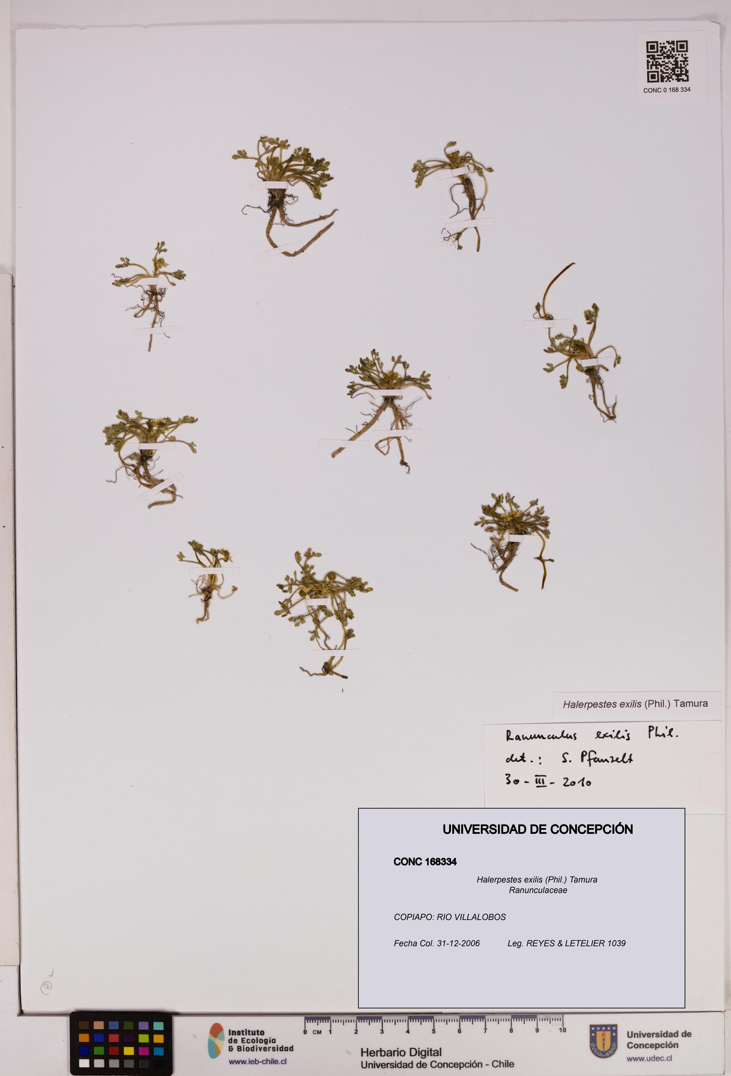 Halerpestes exilis [Espécimen: UDEC:CONC:0168334]