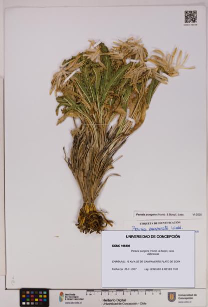 Perezia pungens [Espécimen: UDEC:CONC:0168336]