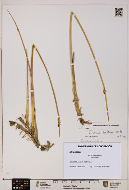 Juncus balticus [Espécimen: UDEC:CONC:0168338]