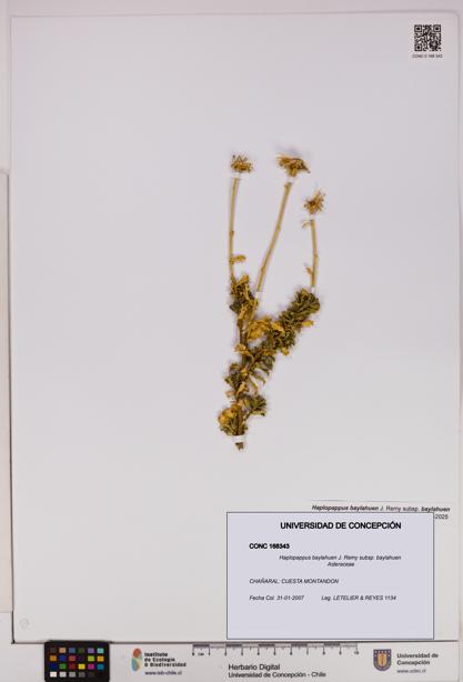 Haplopappus baylahuen subsp. baylahuen [Espécimen: UDEC:CONC:0168343]