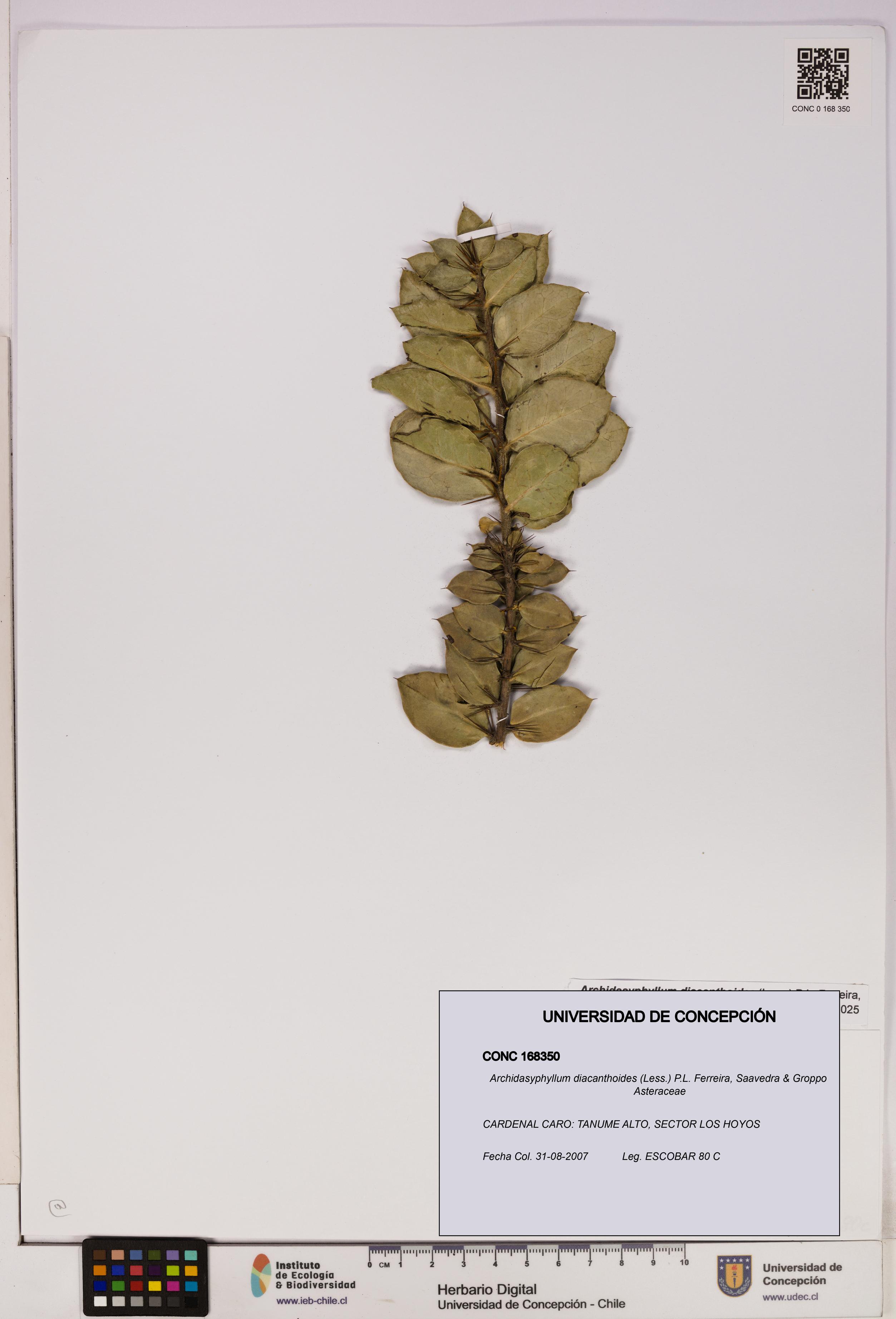 Archidasyphyllum diacanthoides [Espécimen: UDEC:CONC:0168350]