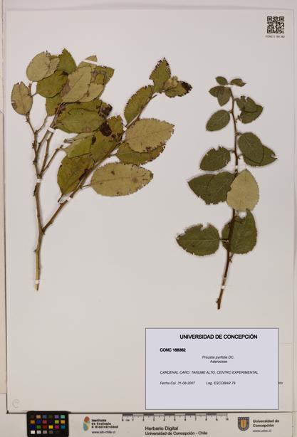 Proustia pyrifolia [Espécimen: UDEC:CONC:0168362]