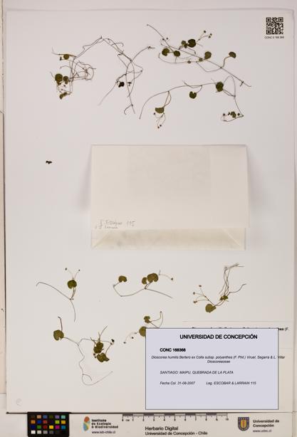 Dioscorea humilis subsp. polyanthes [Espécimen: ]