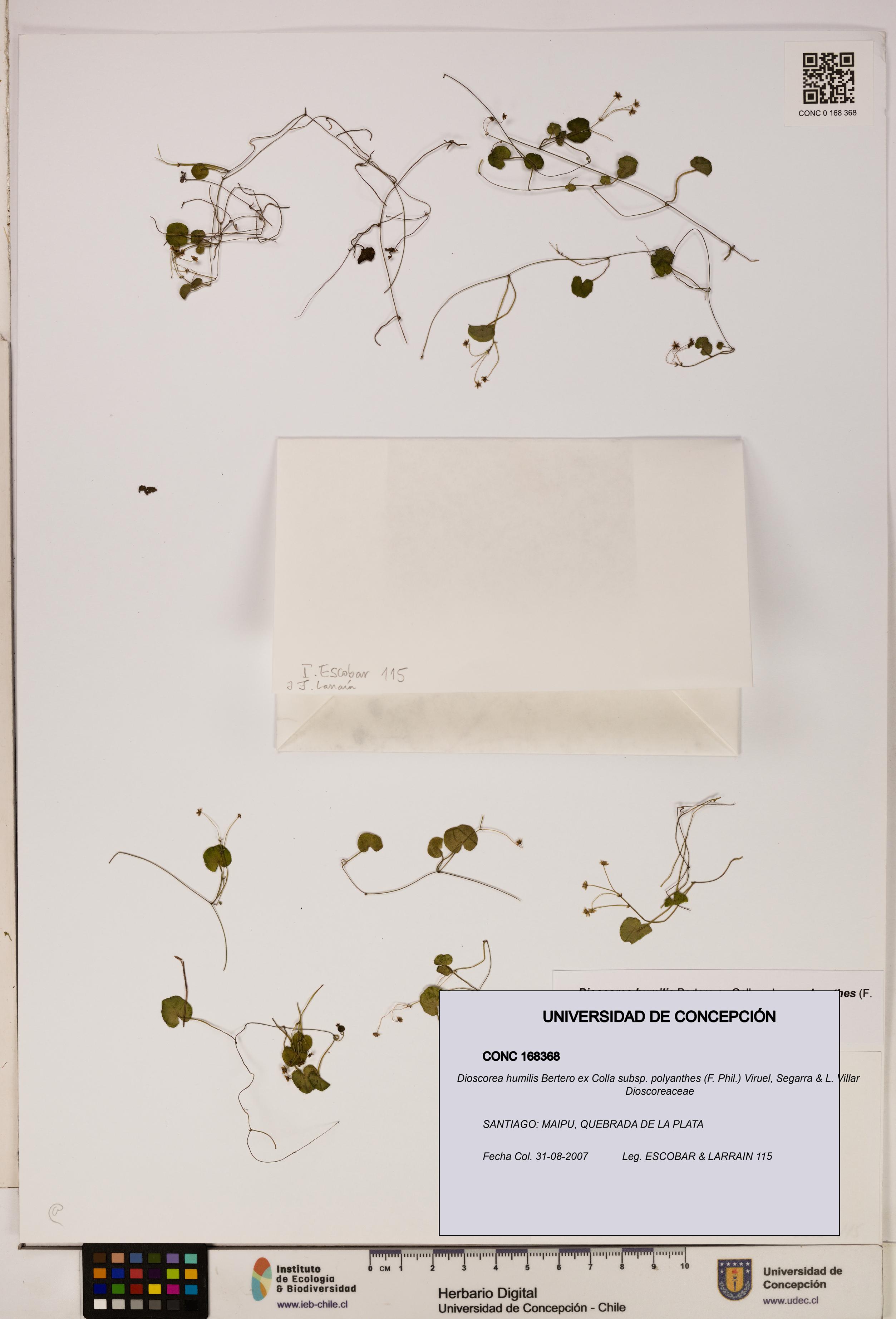 Dioscorea humilis subsp. polyanthes [Espécimen: ]