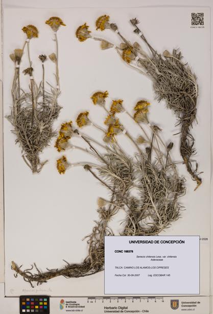 Senecio chilensis var. chilensis [Espécimen: UDEC:CONC:0168378]