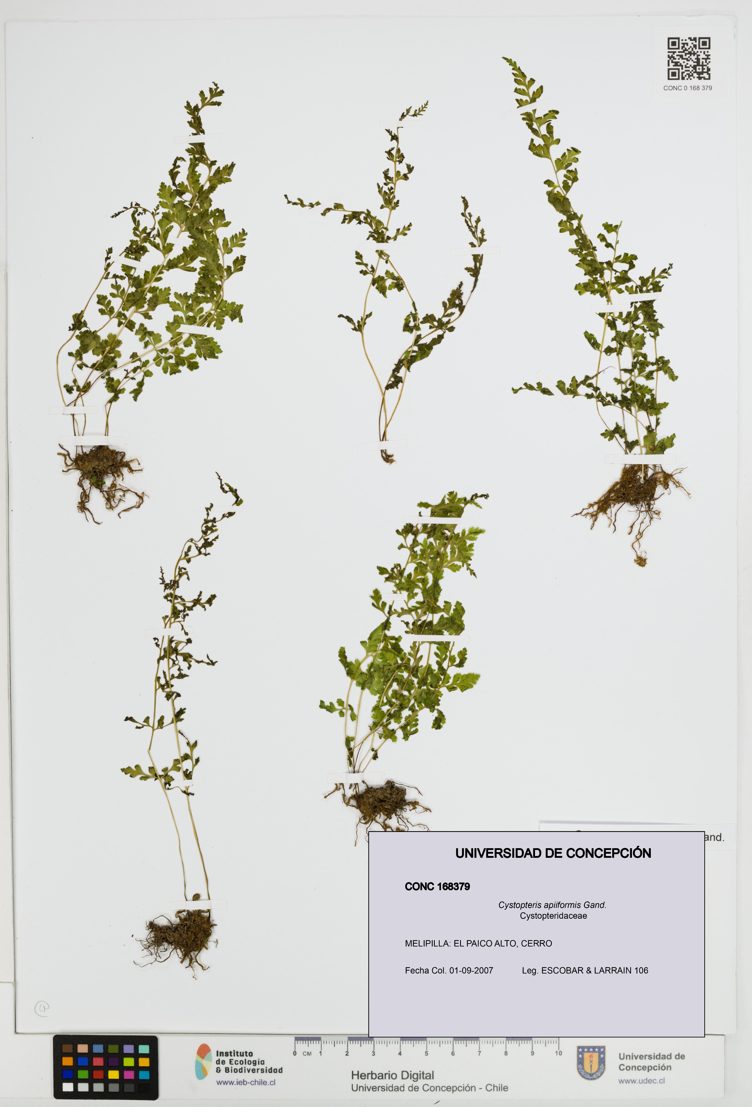Cystopteris apiiformis [Espécimen: UDEC:CONC:0168379]