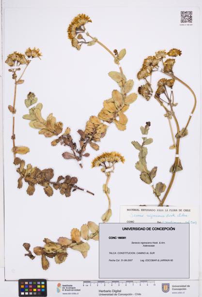 Senecio nigrescens [Espécimen: ]