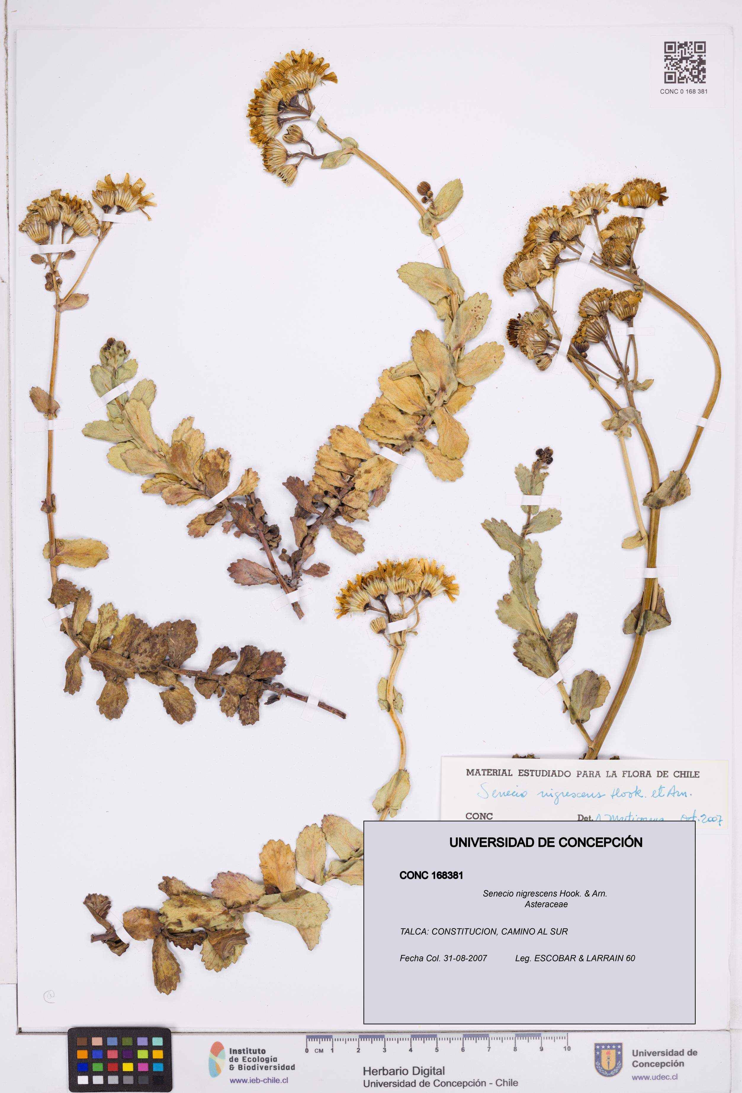 Senecio nigrescens [Espécimen: ]