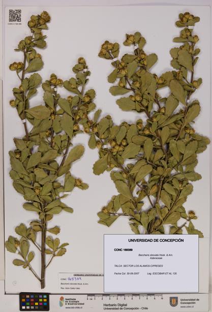 Baccharis obovata [Espécimen: UDEC:CONC:0168389]