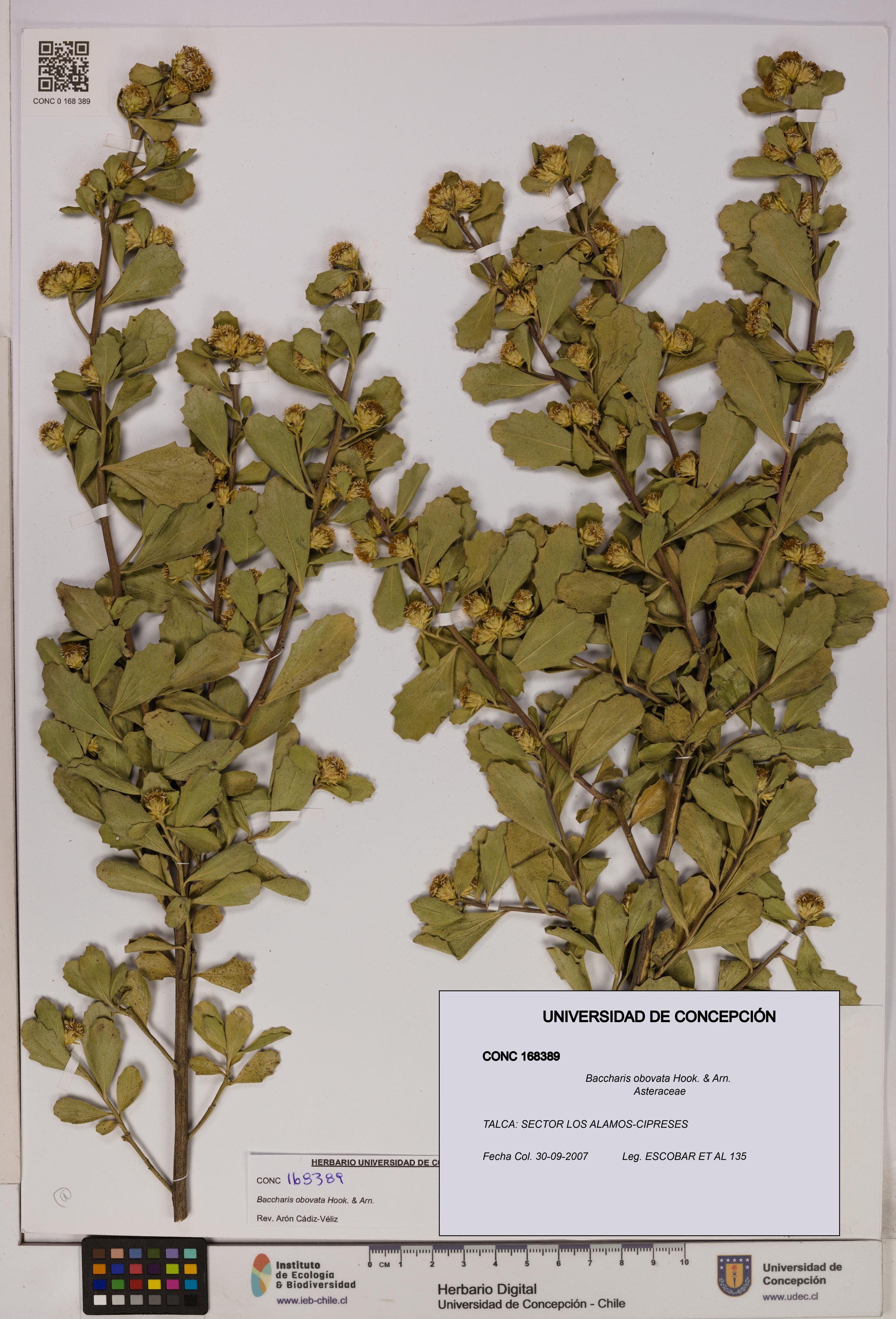 Baccharis obovata [Espécimen: UDEC:CONC:0168389]