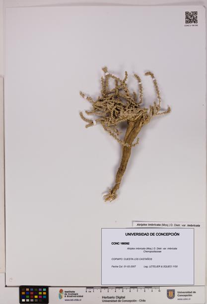 Atriplex imbricata [Espécimen: UDEC:CONC:0168392]